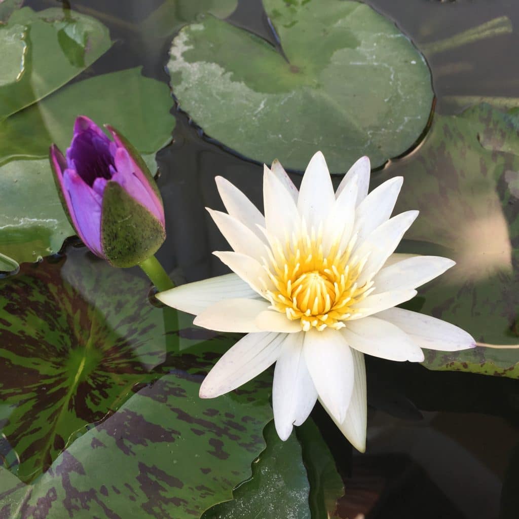 meditation lotus blomst symbol